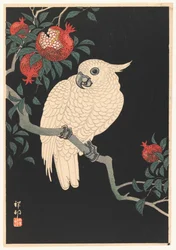 White Parrot and Pomegranate